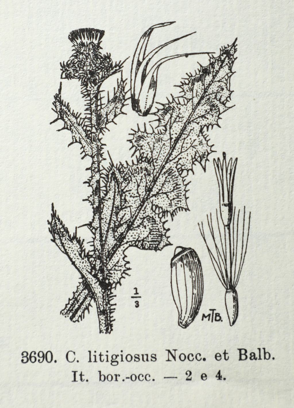 Carduus? Cirsium? Finale Ligure
